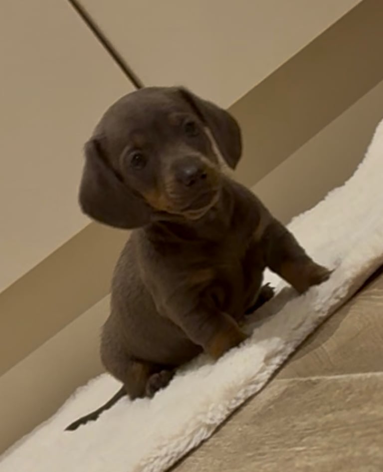 Miniature dachshund puppies