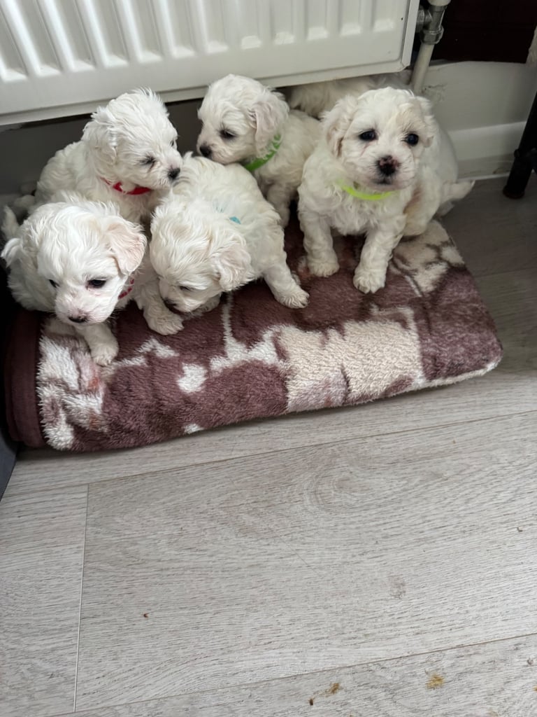 Bichon Maltese