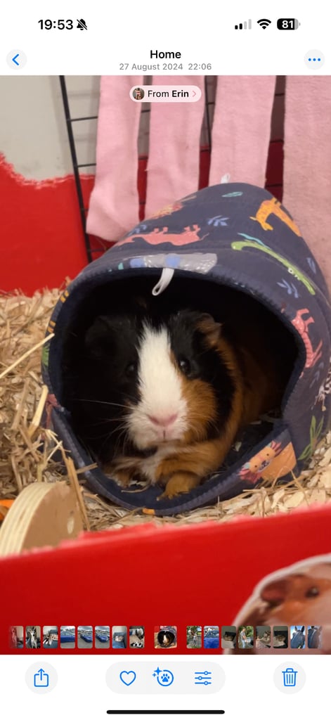 Male guinea pig
