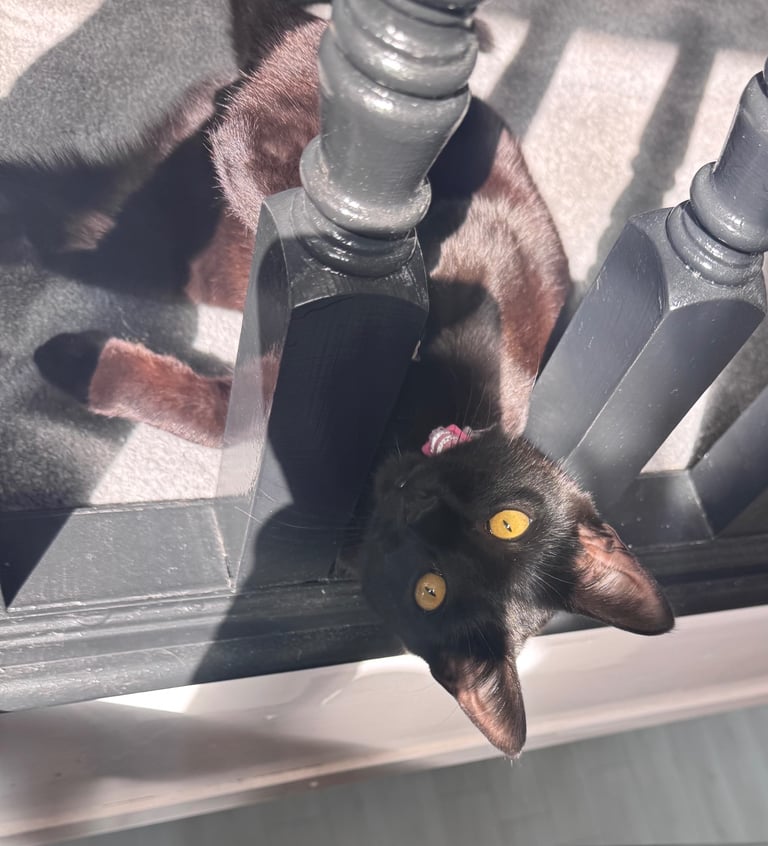 Super friendly 6 month old kitten