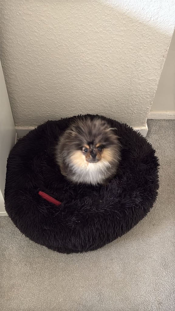image for Pomeranian