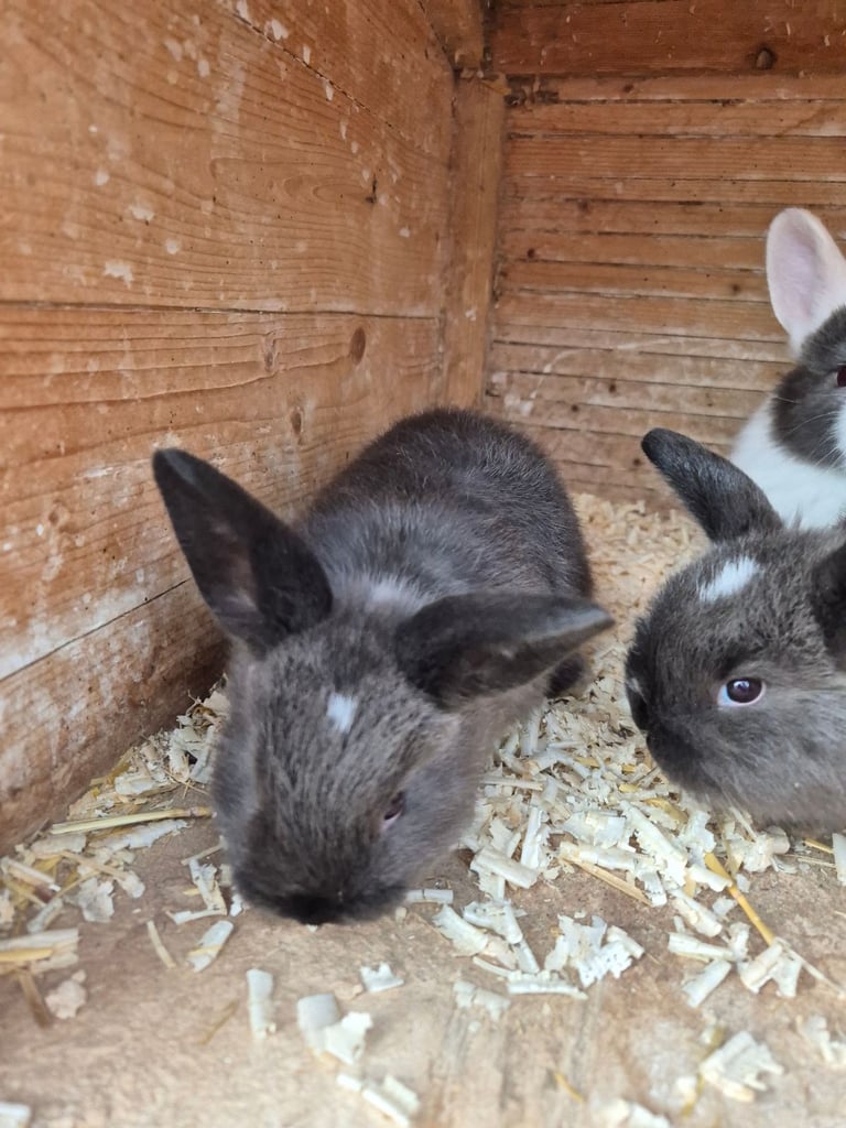 Baby Rabbits