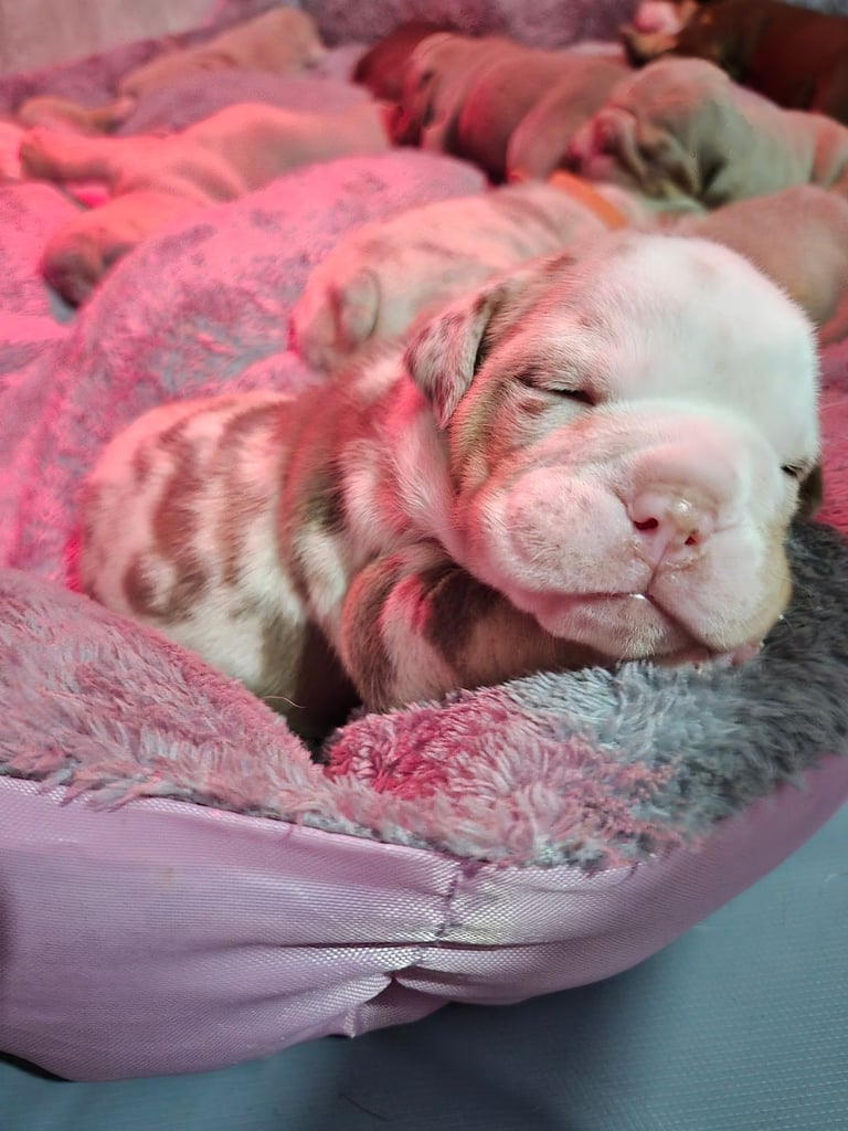 Beautiful Rainbow Litter Of New English Bulldog 