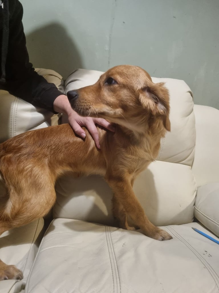 5 month old female golden retriever puppy