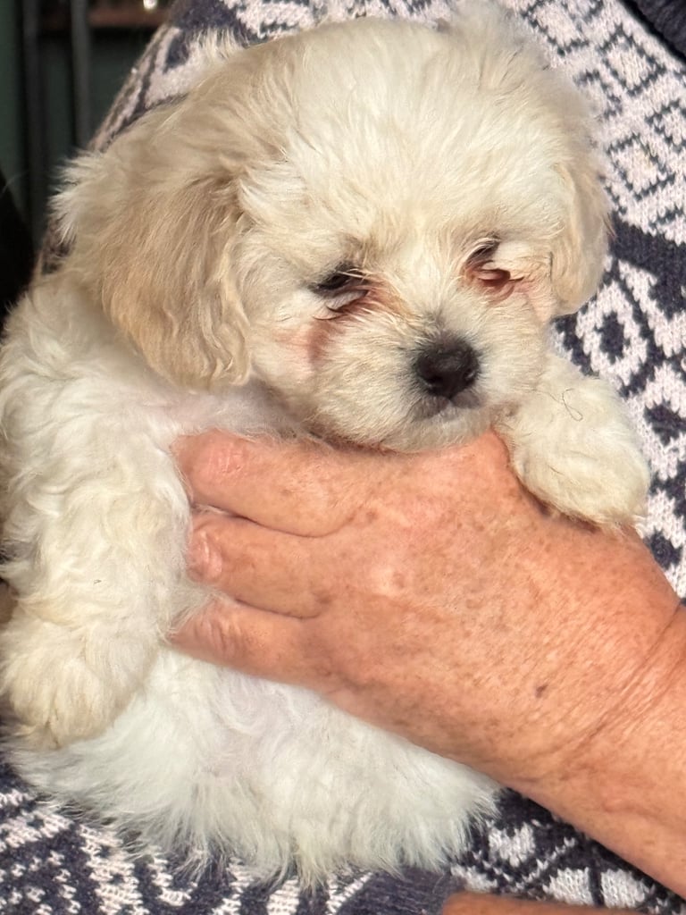 Puppies looking for a good home 