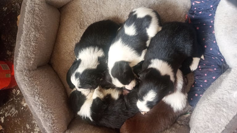 Collie puppies for sale 