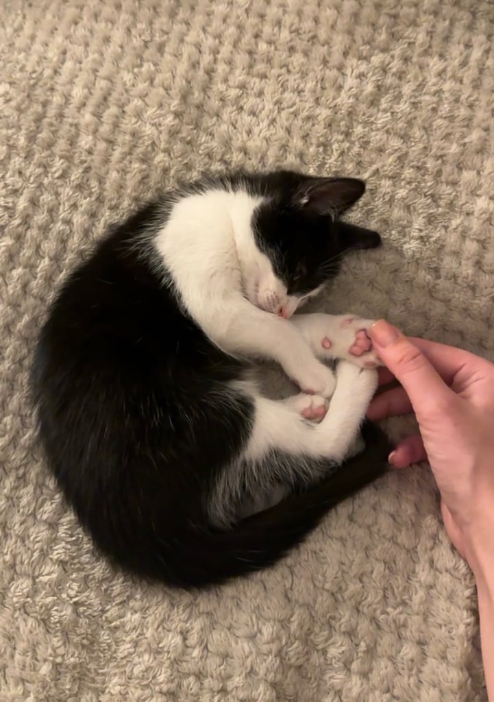 Cute black & white female kitten 