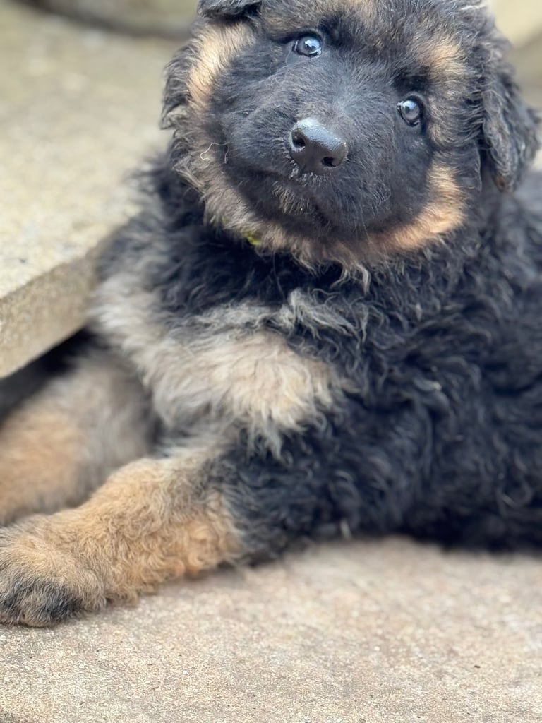 4 x bitches ready 1 week! 21/10/25 gsd pups German shepherd puppies! Lovely temperments! 