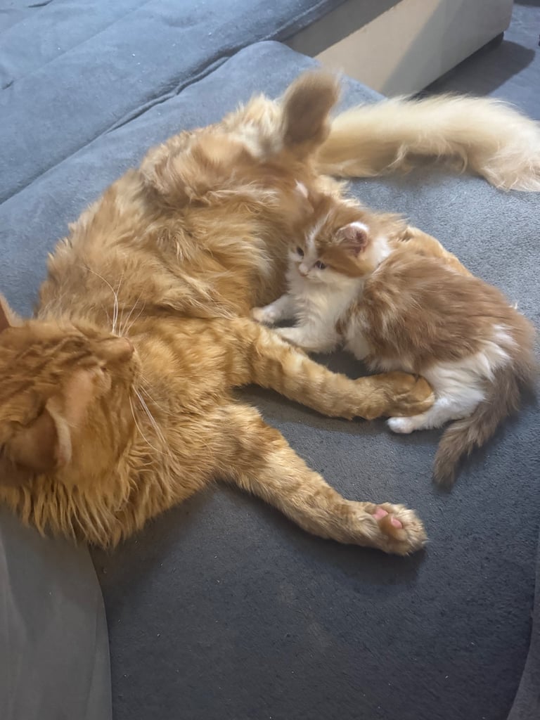 🐾 Adorable Maine Coon Mix Kittens – Ready for Their New Homes! 🐾