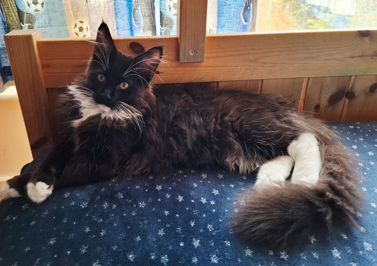 Affectionate Maine Coon Kitten Boy – Ready for His Forever Home