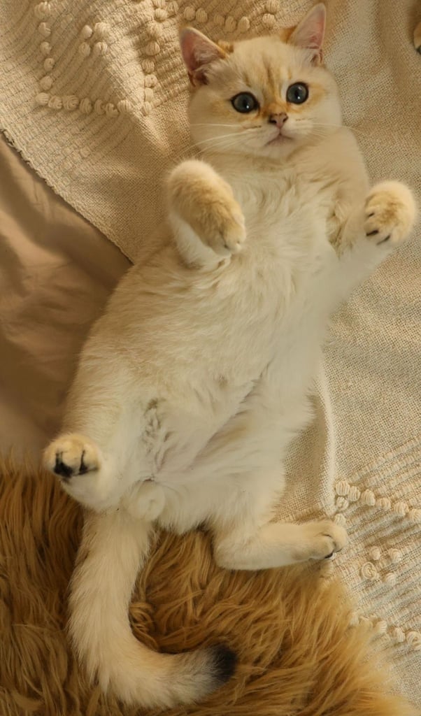 TICA RARE British Shorthair Kittens Champion bloodline