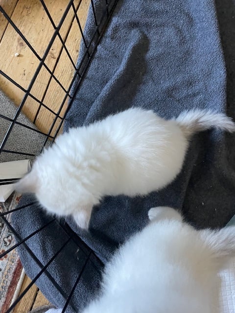 Ragdoll kittens for sale 4 boys left 