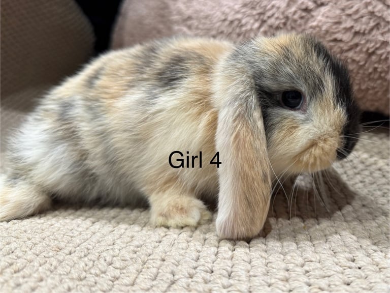 🌸 HARLEQUIN MONI LOPS 🌸 ready to reserve 