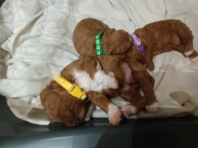 Poochon puppies 