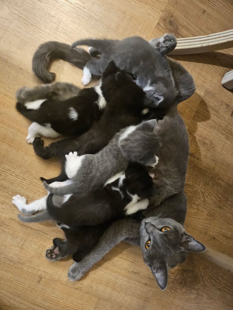 Beautiful British Short haired mixed breed kittens 