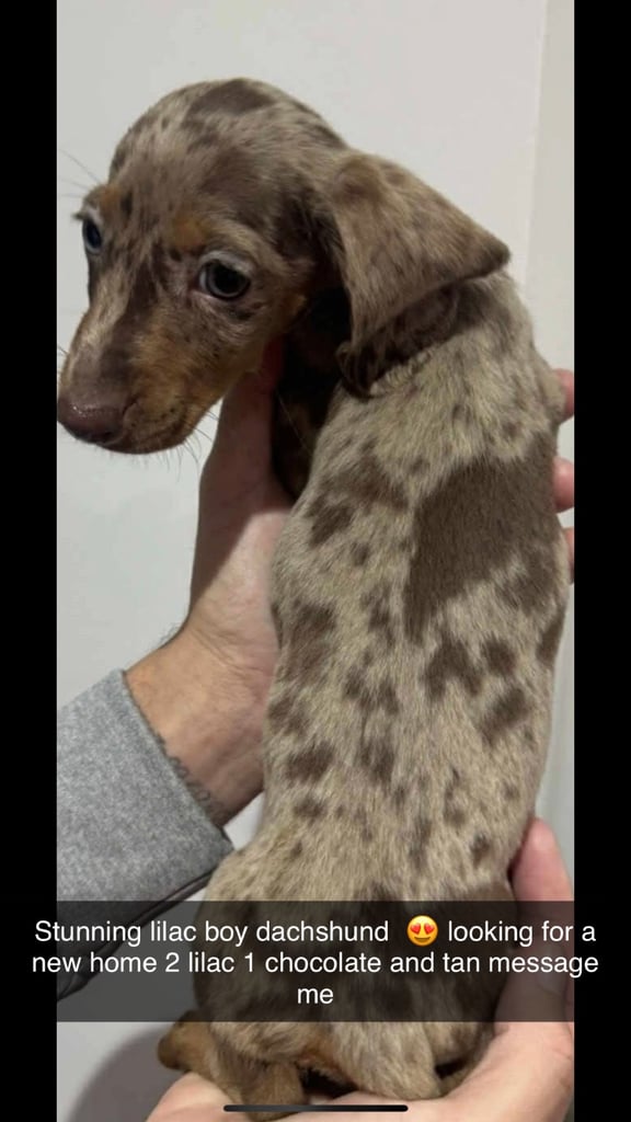 image for Mini dauchound puppy’s 