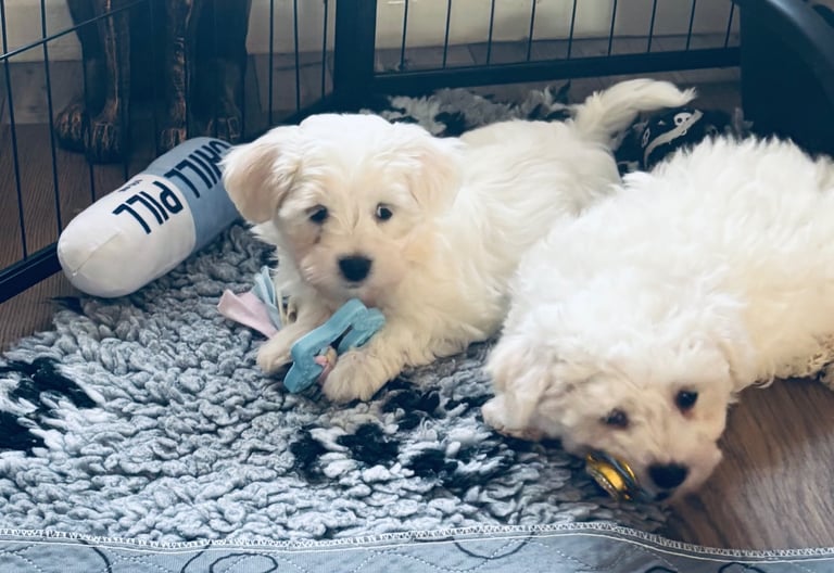 Maltese ready to leave 