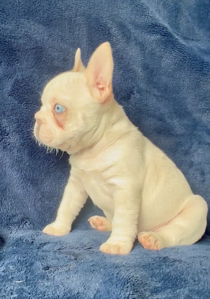 STRIKING KC REG FRENCHIES (READY NOW)