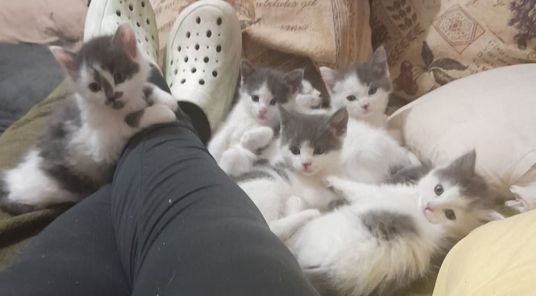  Bi colour white and blue kittens siamese/british shorthair/mix