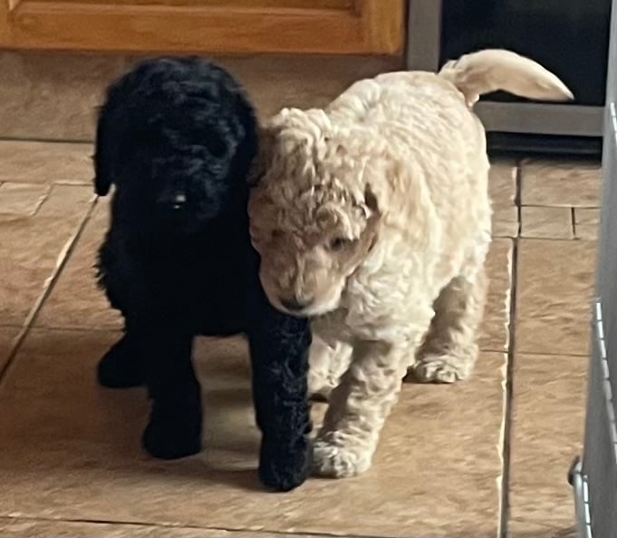 Labradoodle Puppies For Sale