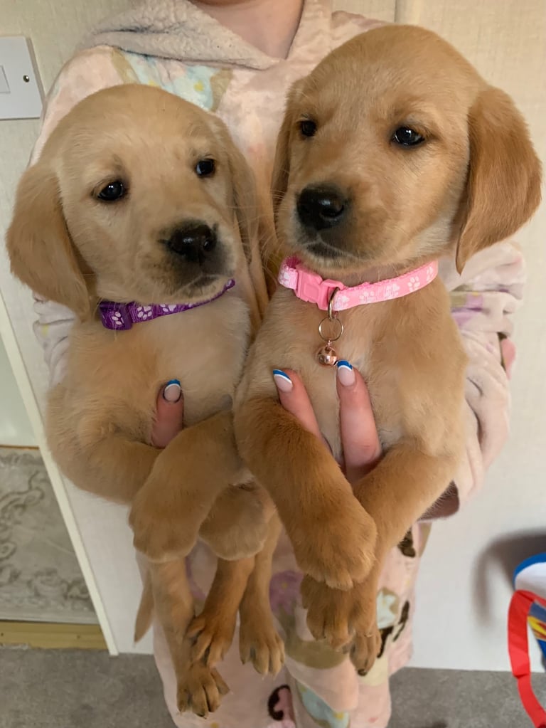 Retriever x fox red Labrador 