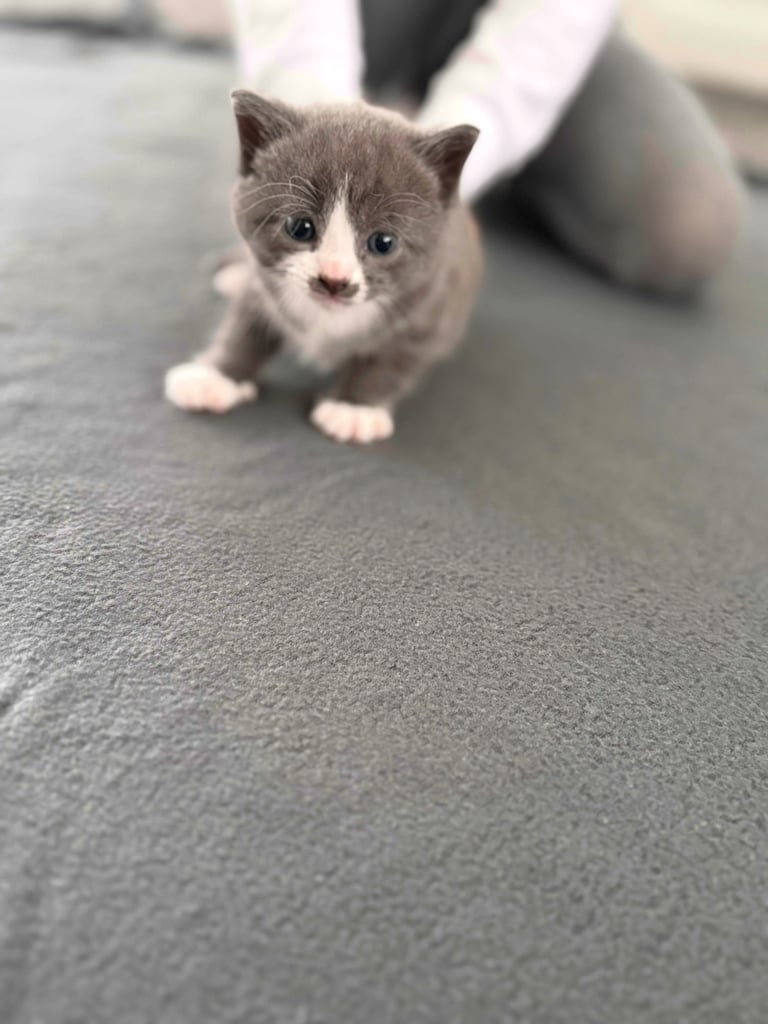 Kitten for sale all female . Ready to go now