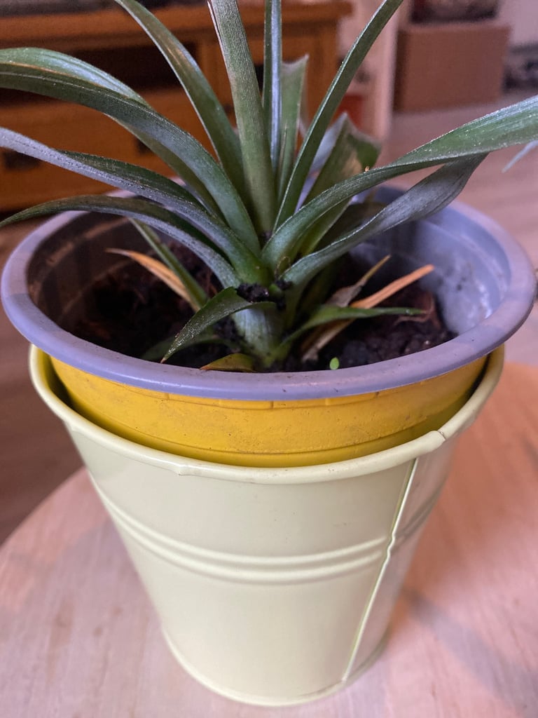 2 pineapple plants for £10