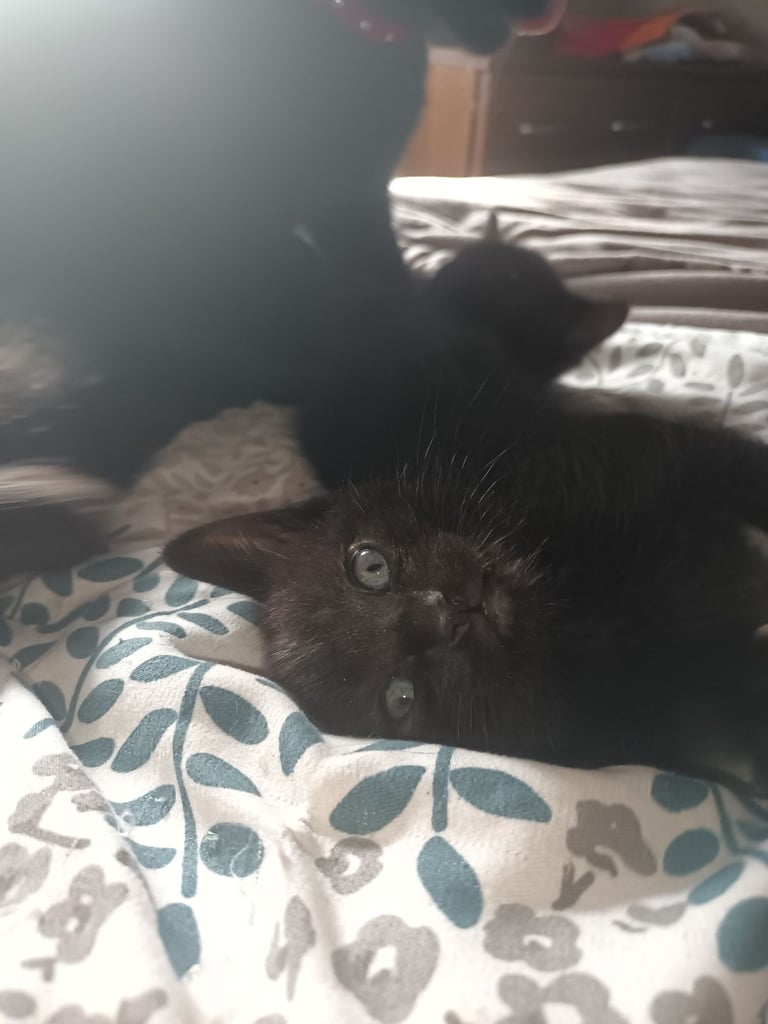 2 gwjus kittens 
