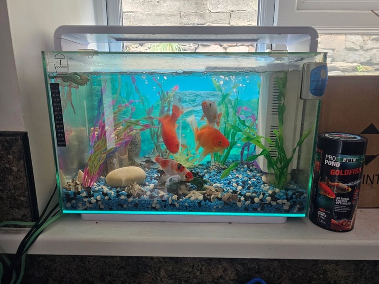 image for Fish tank with gold fish 