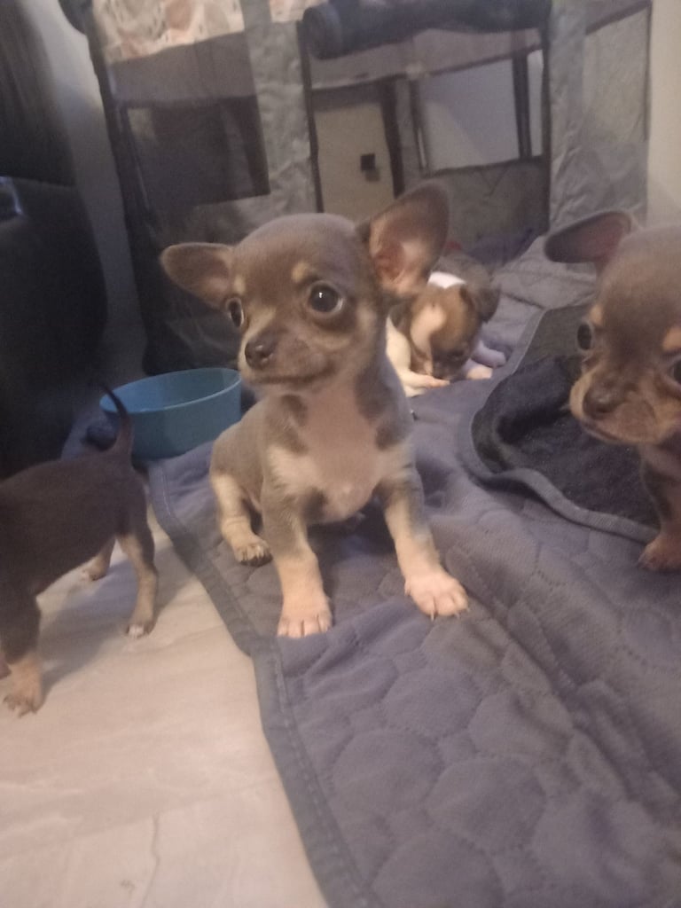 Chihuahua puppy Belfast (RESERVED)