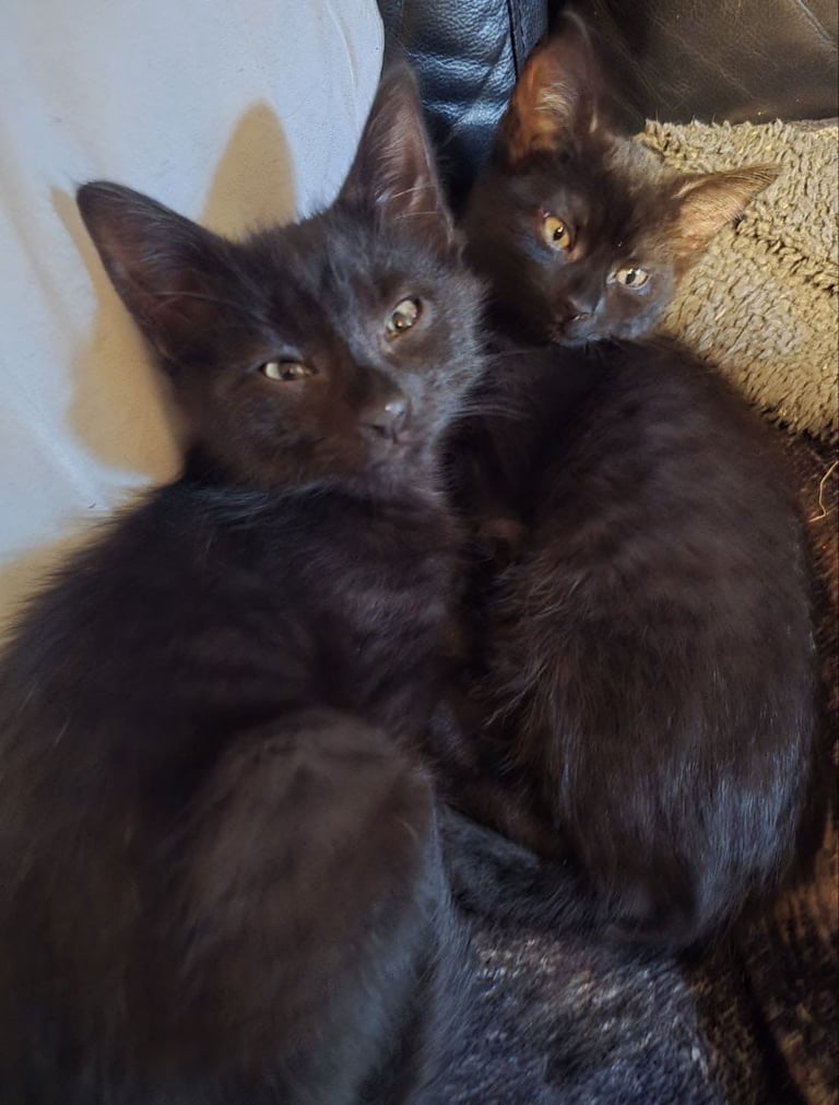 5 kittens