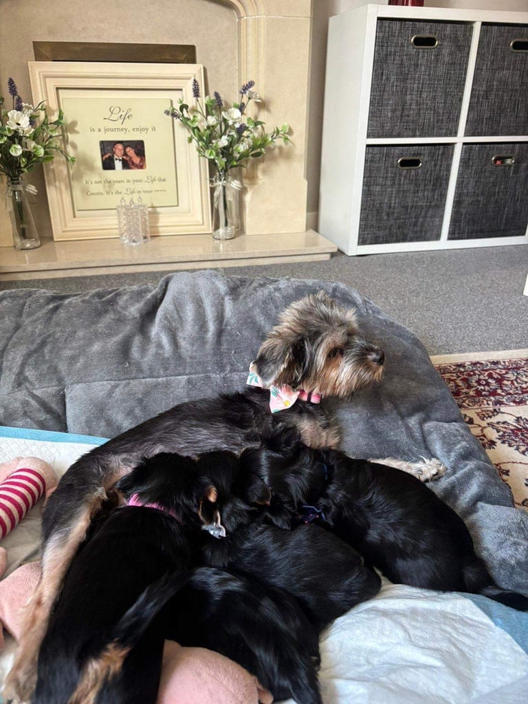 5 yorkshire terrier puppies for sale