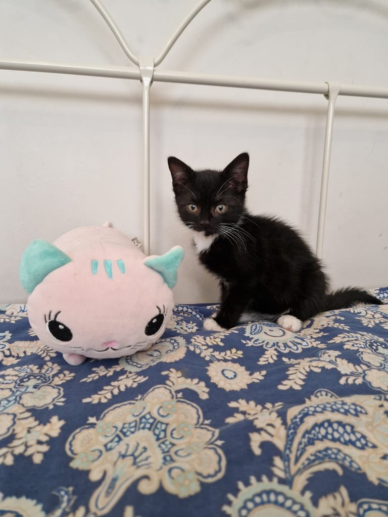 4 adorable kitties for sale