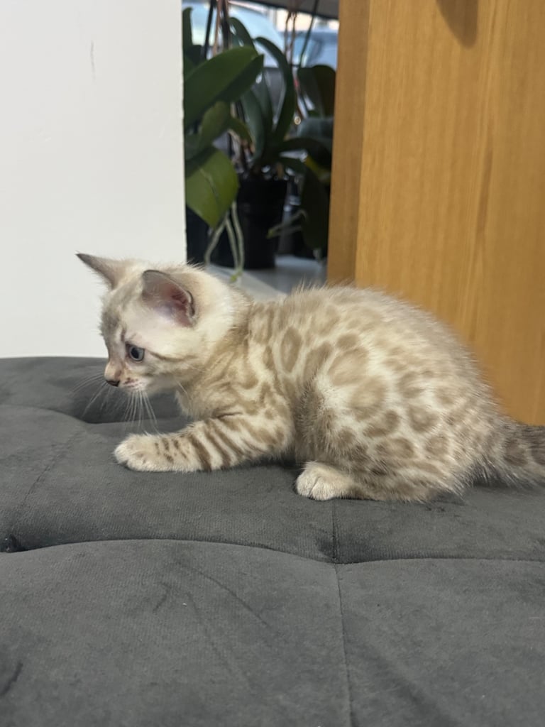 image for 📌Reserved 📌Beautiful Bengal kitten for sale 