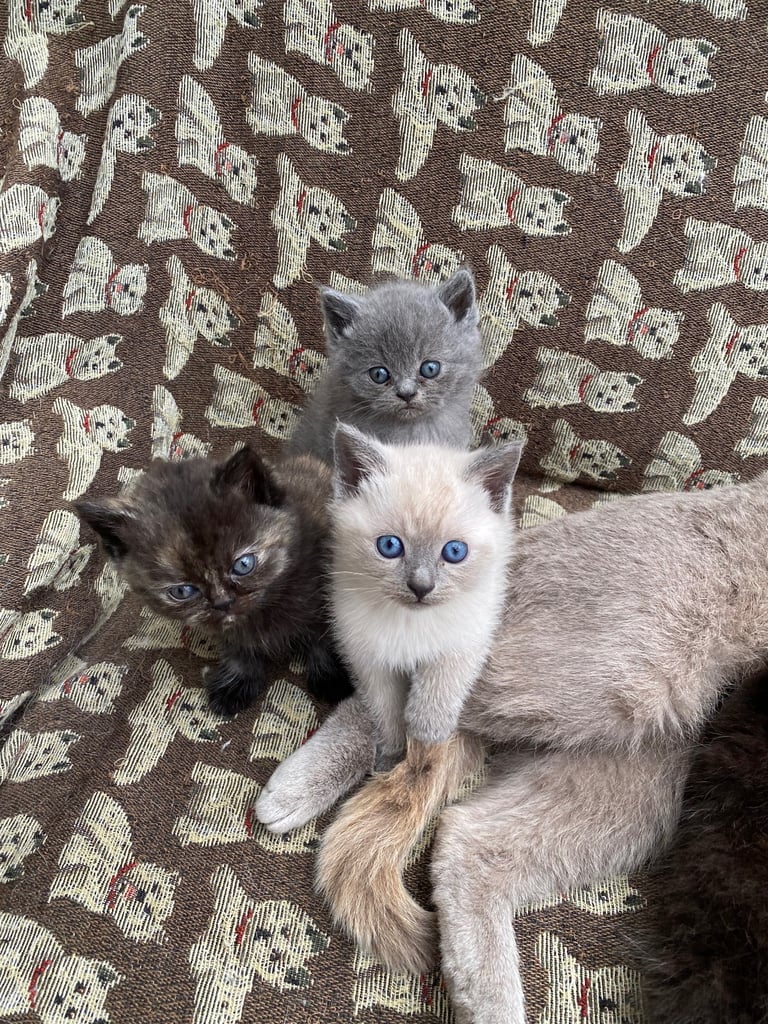 British Shorthair Kittens 