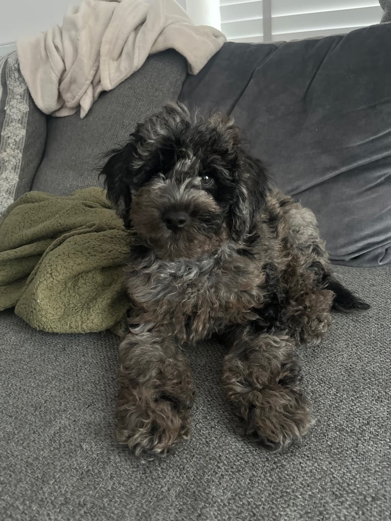 Cockapoo 17 weeks old blue merle