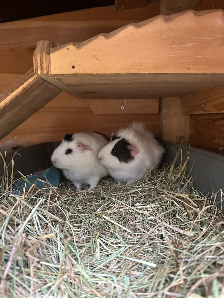 2 female guinea pigs 