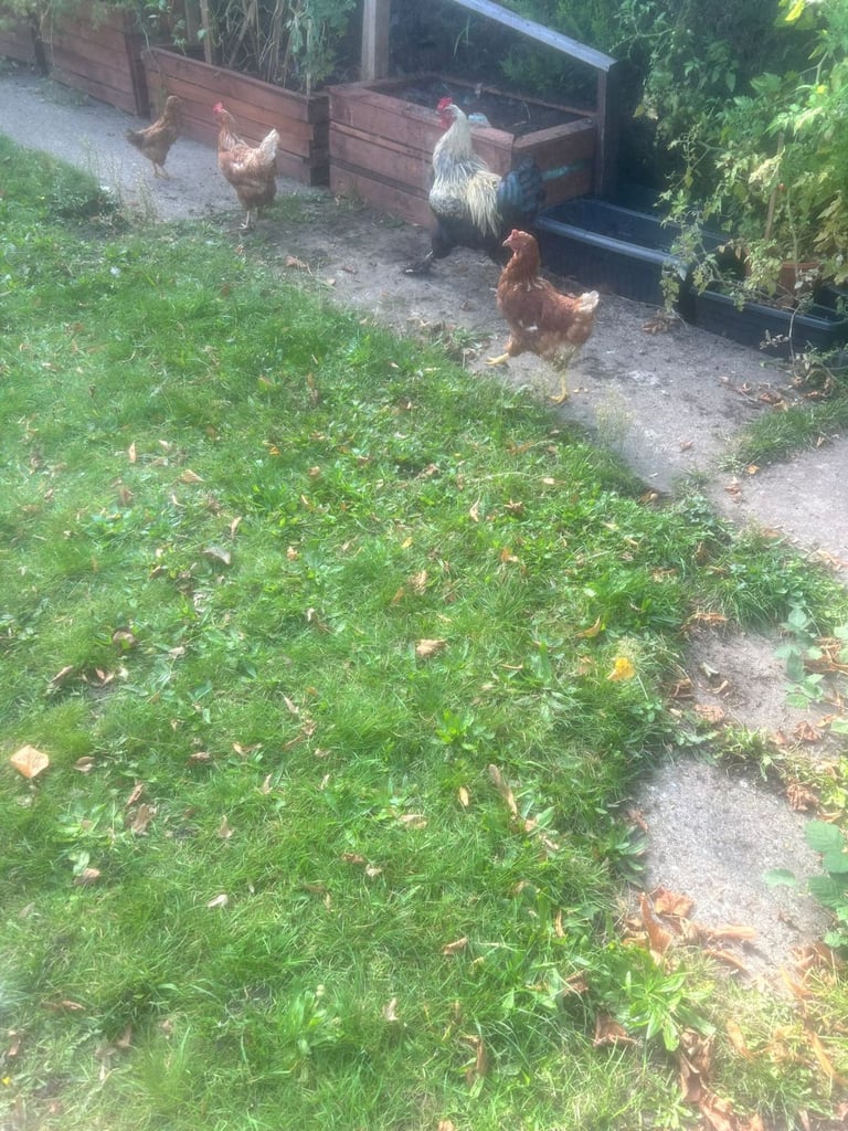 2 chicken 1 chick and Cockerell  for sale