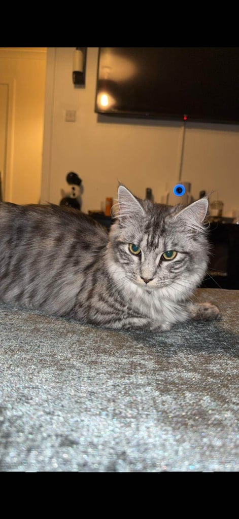 Silver tabby full breed maine coon