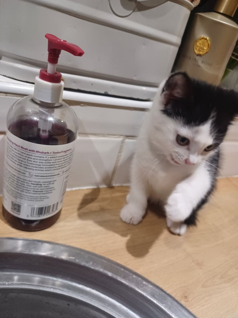 Kittens Available 4 siblings