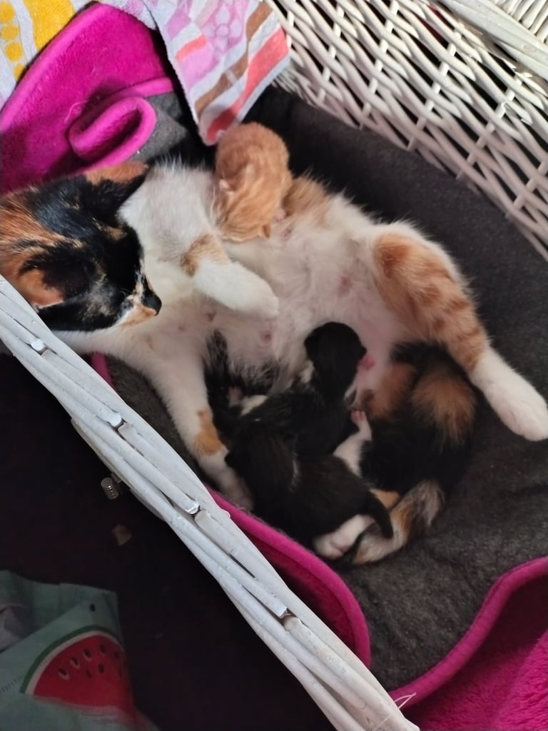 New litter 2 boys and 1 girl