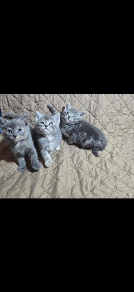 Beautiful British Shorthair x Siberian Kittens Ready Now