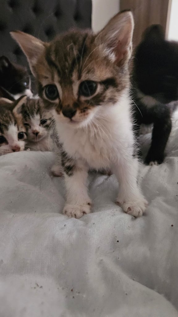 Kittens for sale 150