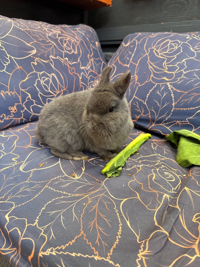 Netherlands Dwarf Bunnies