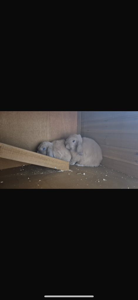 2 Rabbits for sale 