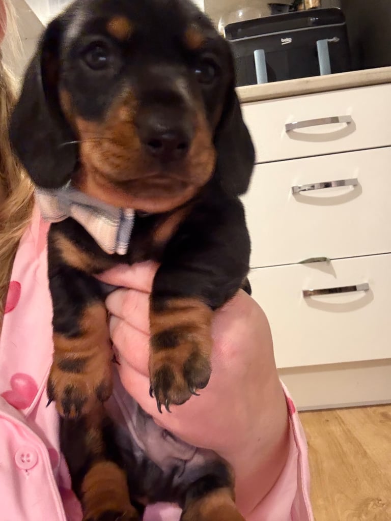 Male miniature dachshund 