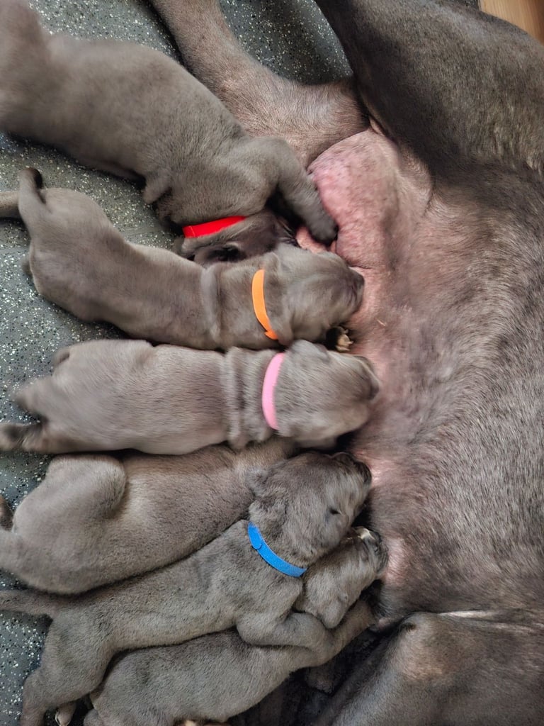 **REDUCED** 2 left Pure Cane Corso puppies (Blue) 2 females left 
