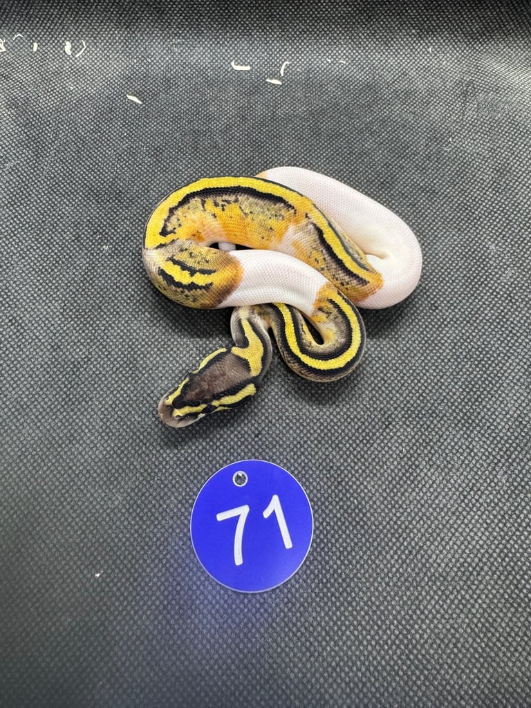 Royal python from £60