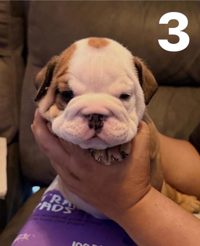 English Bulldog Puppies – Top Quality Bloodlines