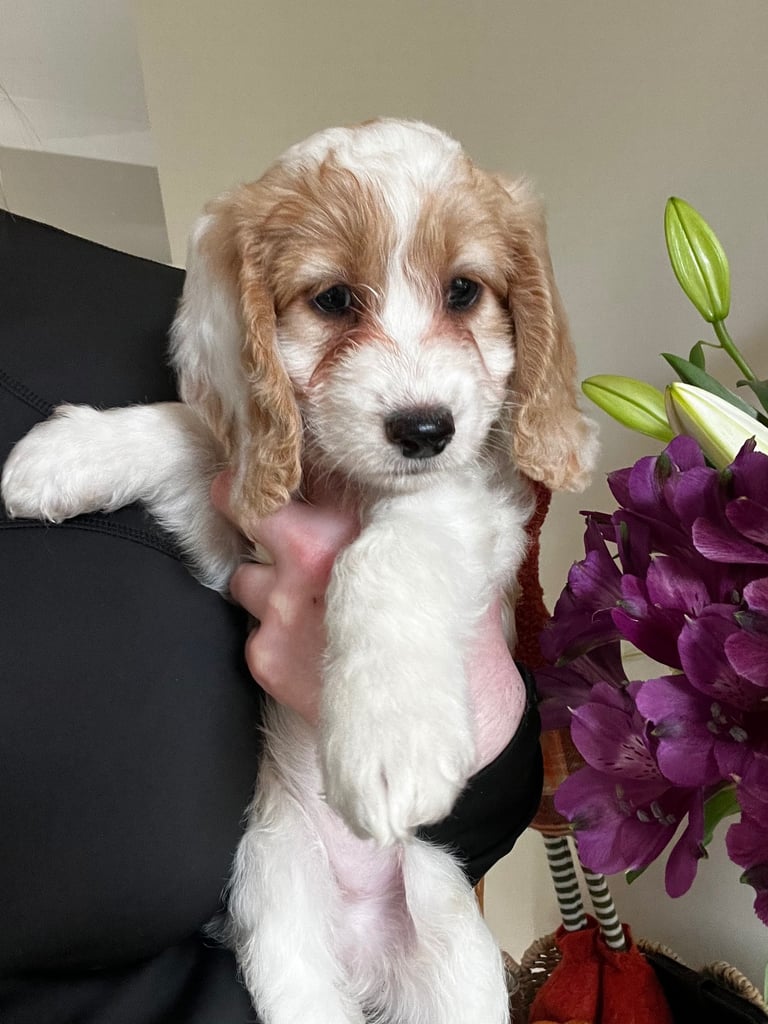 Female Cockapoo ready to leave now 